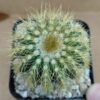Notocactus warasii