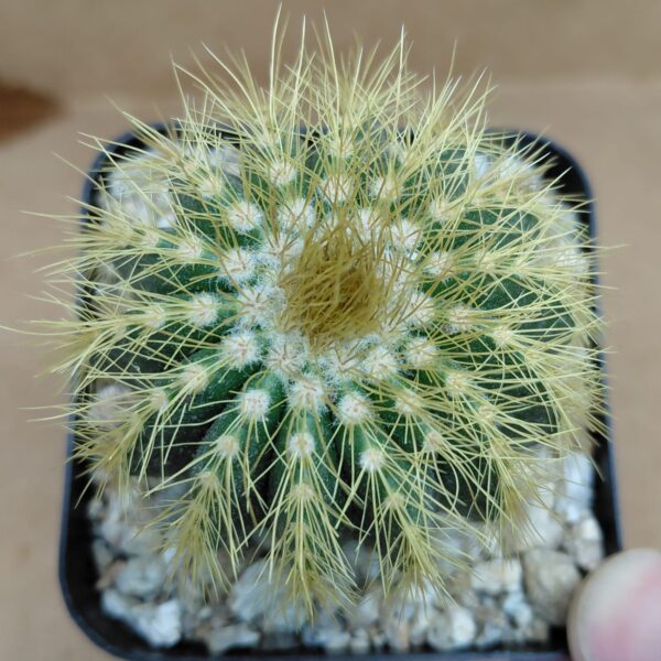 Notocactus warasii