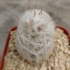 Oreocereus trolli pequeño