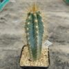 Pilosocereus azureus