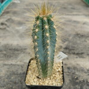 PiAz01_P1 Pilosocereus azureus