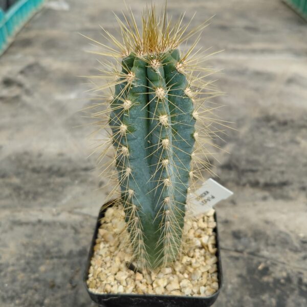 Pilosocereus azureus