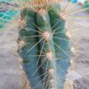 Pilosocereus azureus