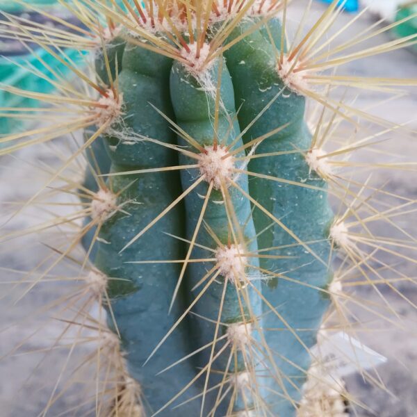 Pilosocereus azureus