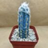 Pilosocereus leucocephalus