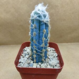 PiLe01_P1 Pilosocereus leucocephalus
