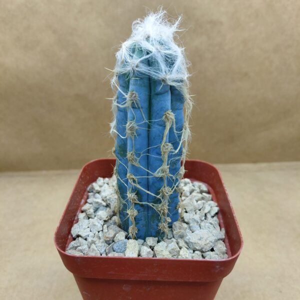 Pilosocereus leucocephalus