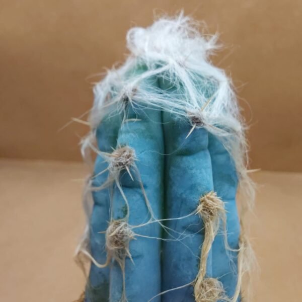 Pilosocereus leucocephalus