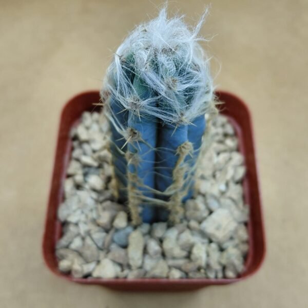 Pilosocereus leucocephalus