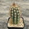Pilosocereus sp