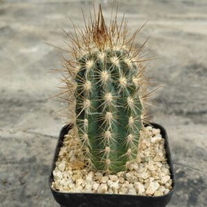 Pilo01_P1 Pilosocereus sp