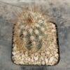 Pilosocereus sp