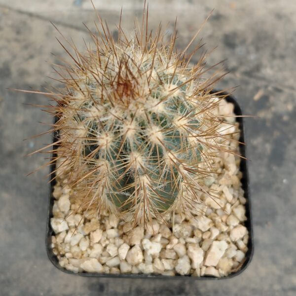 Pilosocereus sp