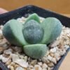 Pleiospilos nellii