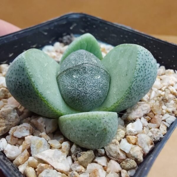 Pleiospilos nellii
