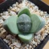 Pleiospilos nellii