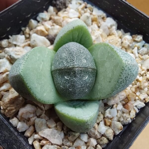 Pleiospilos nellii
