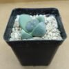 Pleiospilos nellii