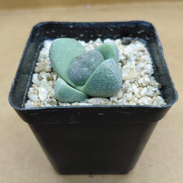 Pleiospilos nellii