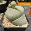 Pleiospilos nellii