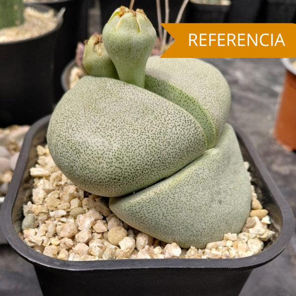 Pleiospilos nellii