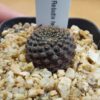 Rebutia heliosa v. nova
