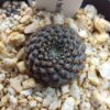Rebutia heliosa v. nova