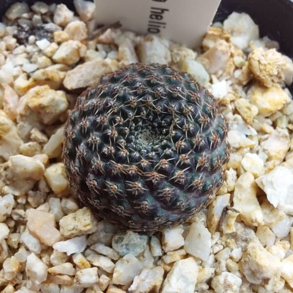 Rebutia heliosa v. nova