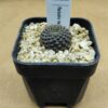 Rebutia heliosa v. nova