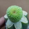 Rebutia krainziana cv. Inermis