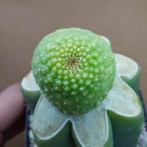 Rebutia krainziana cv. Inermis
