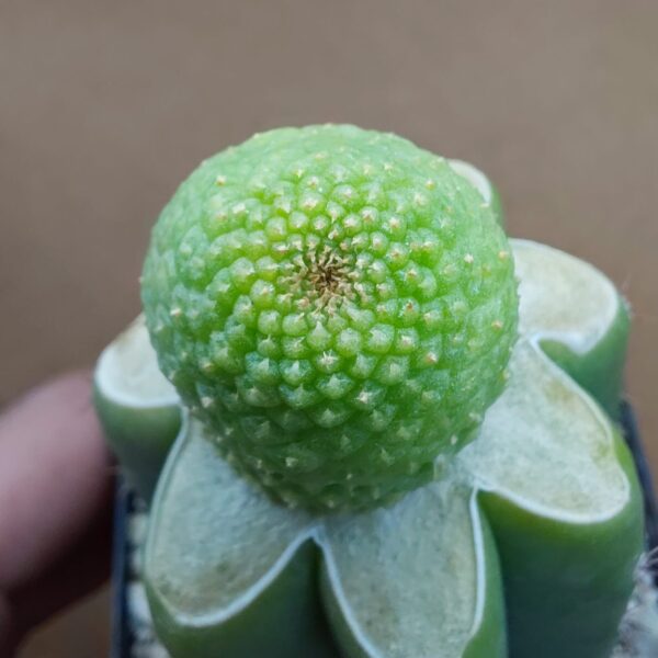 Rebutia krainziana cv. Inermis