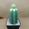 Rebutia krainziana cv. Inermis