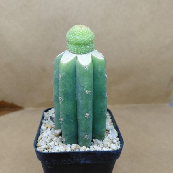 Rebutia krainziana cv. Inermis