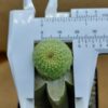 Rebutia krainziana cv. Inermis