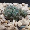 Sulcorebutia callecallensis