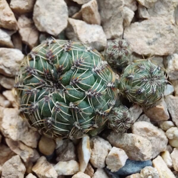 Sulcorebutia callecallensis