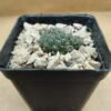 Sulcorebutia callecallensis