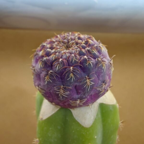 Sulcorebutia pulchra