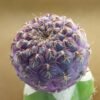 Sulcorebutia pulchra