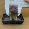 Sulcorebutia pulchra