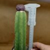 Sulcorebutia pulchra