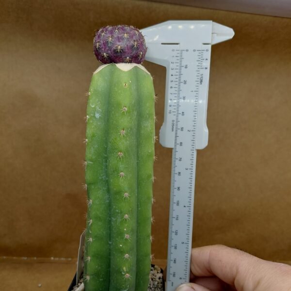 Sulcorebutia pulchra