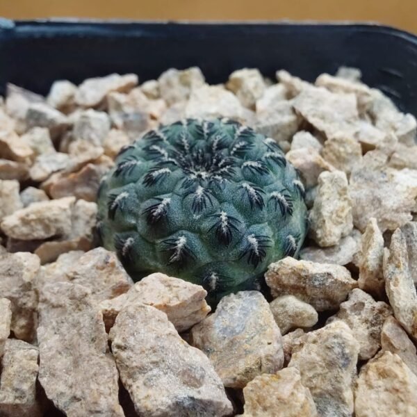 Sulcorebutia rauschii