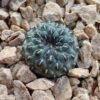 Sulcorebutia rauschii