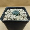 Sulcorebutia rauschii