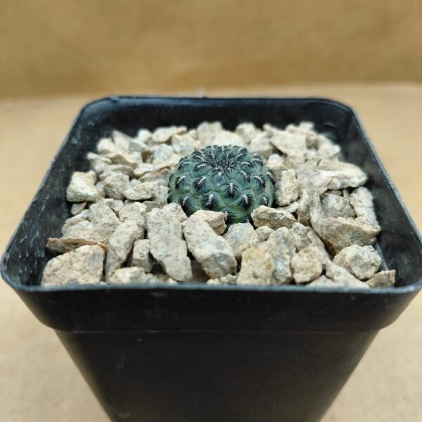 Sulcorebutia rauschii