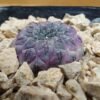 Sulcorebutia rauschii f. violacidermis