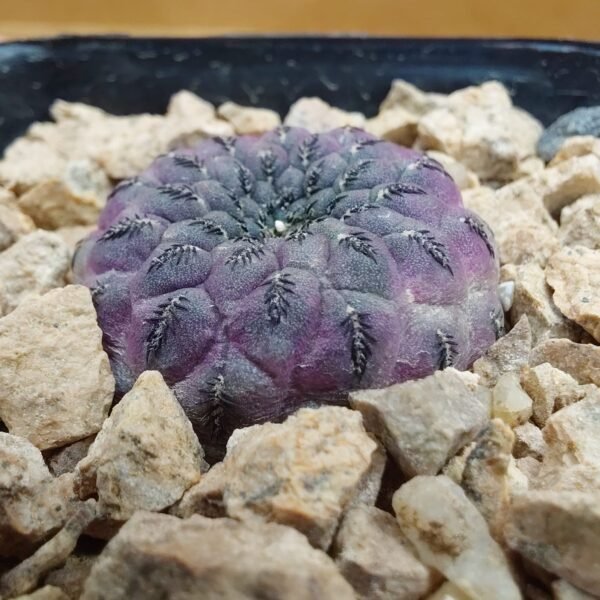 Sulcorebutia rauschii f. violacidermis