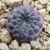 Sulcorebutia rauschii f. violacidermis